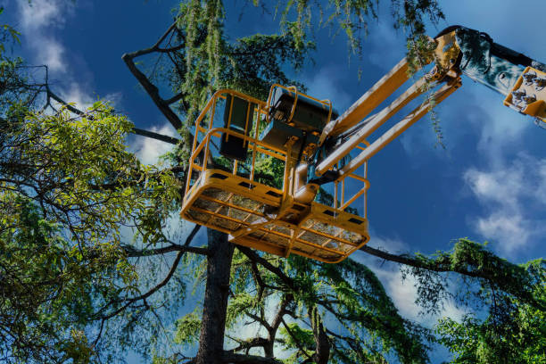 Best Tree Care Services  in Langdon, ND